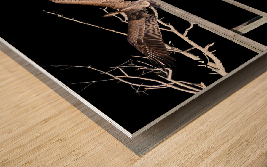 NASA Restricted Area Pelican Wood print