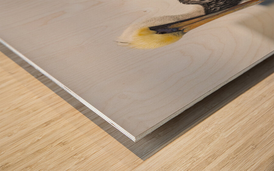 Pelican King of the Mountain Wood print