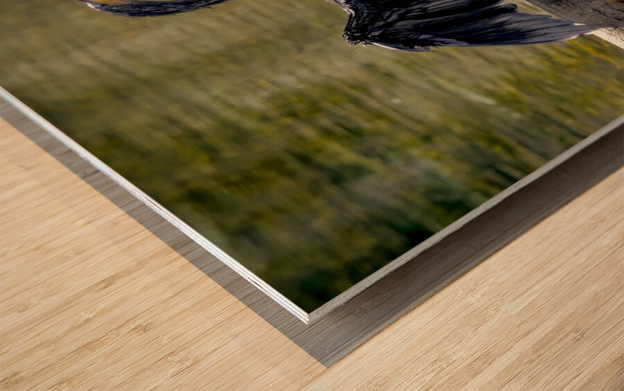 Anhinga Sunning My Wings Wood print