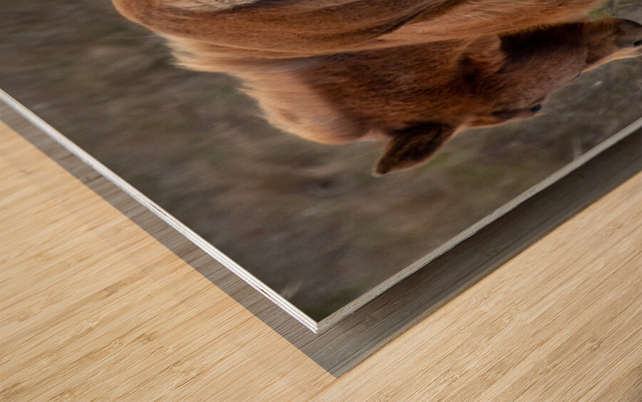 Paired Together Wood print