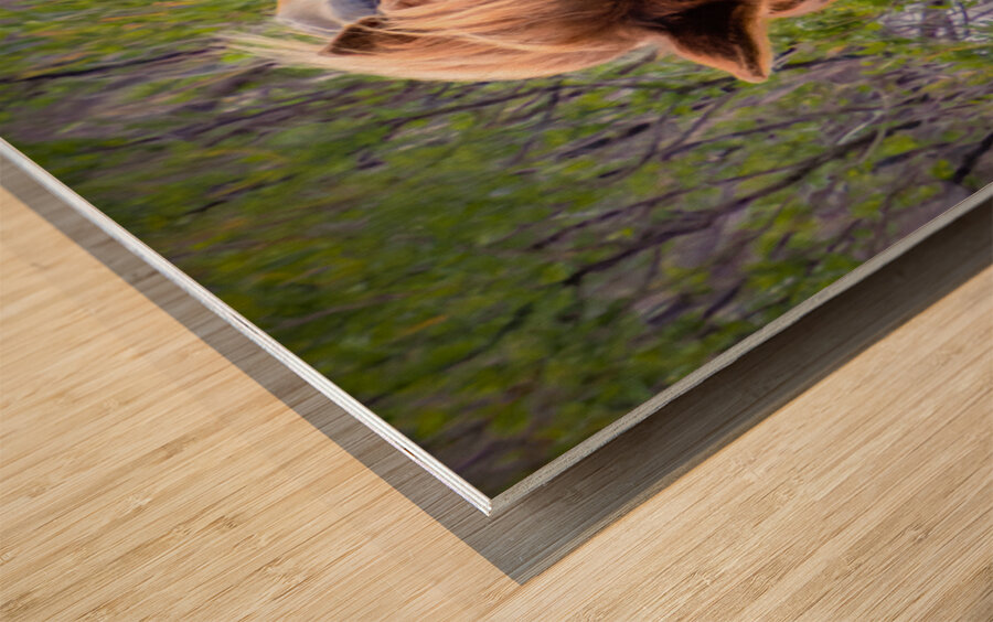 Wild Horses Sparring Wood print