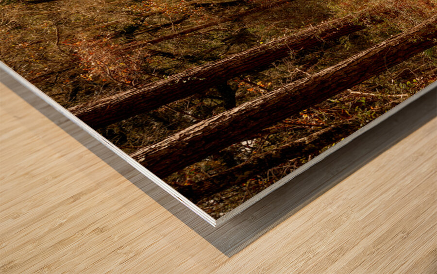 McClellanville Forest Wetlands Trail Wood print