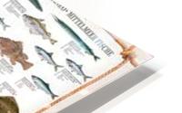 Mediterranean Fish HD Metal print