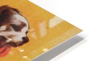 Campari dog HD Metal print