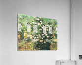 Flowering Rosebush Acrylic Print