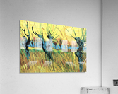 Grazing at sunset Acrylic Print
