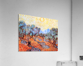Olive Grove Acrylic Print