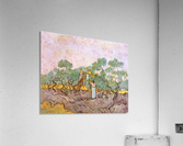 Olive Pickers Acrylic Print