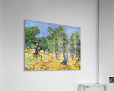 Olive Trees Acrylic Print
