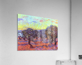 Olive Trees 2 Acrylic Print