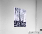 Poplar avenue Acrylic Print