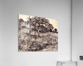 Tree in a meadow Acrylic Print