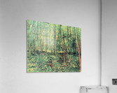 Trees and undergrowth Acrylic Print