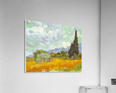 Cornfield with Cyprusses Acrylic Print