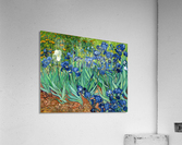 Irises Acrylic Print