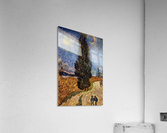 The Cypress Road Acrylic Print