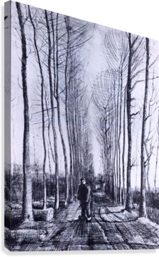 Poplar avenue Canvas Print