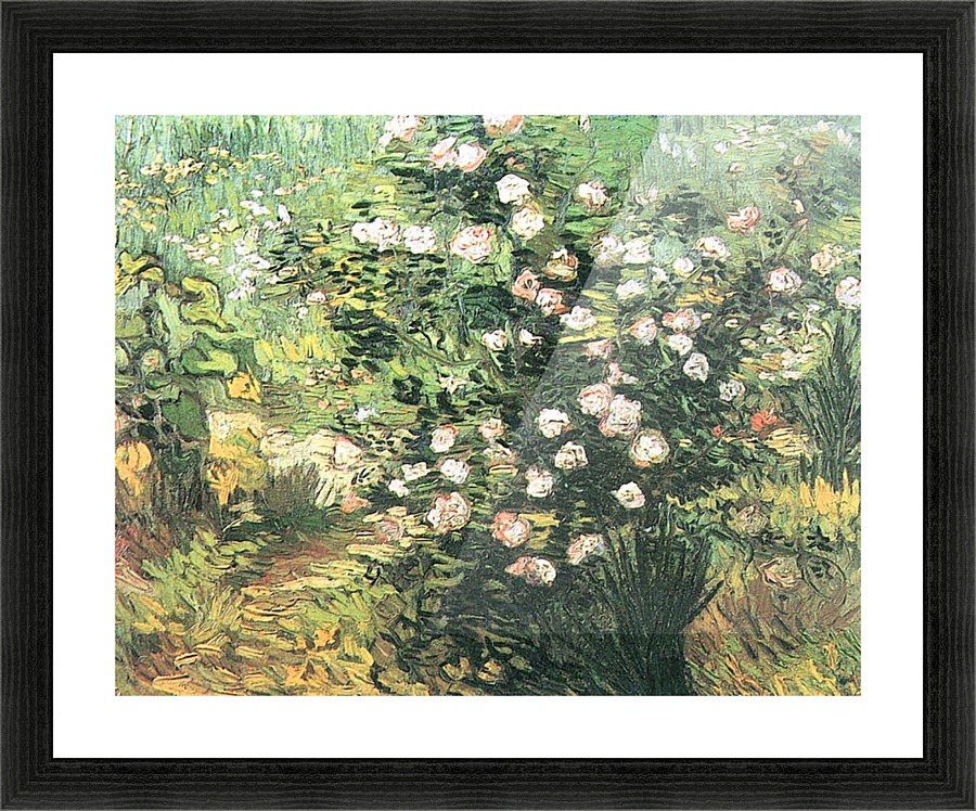 Flowering Rosebush Picture Frame print