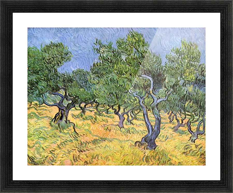 Olive Trees Picture Frame print