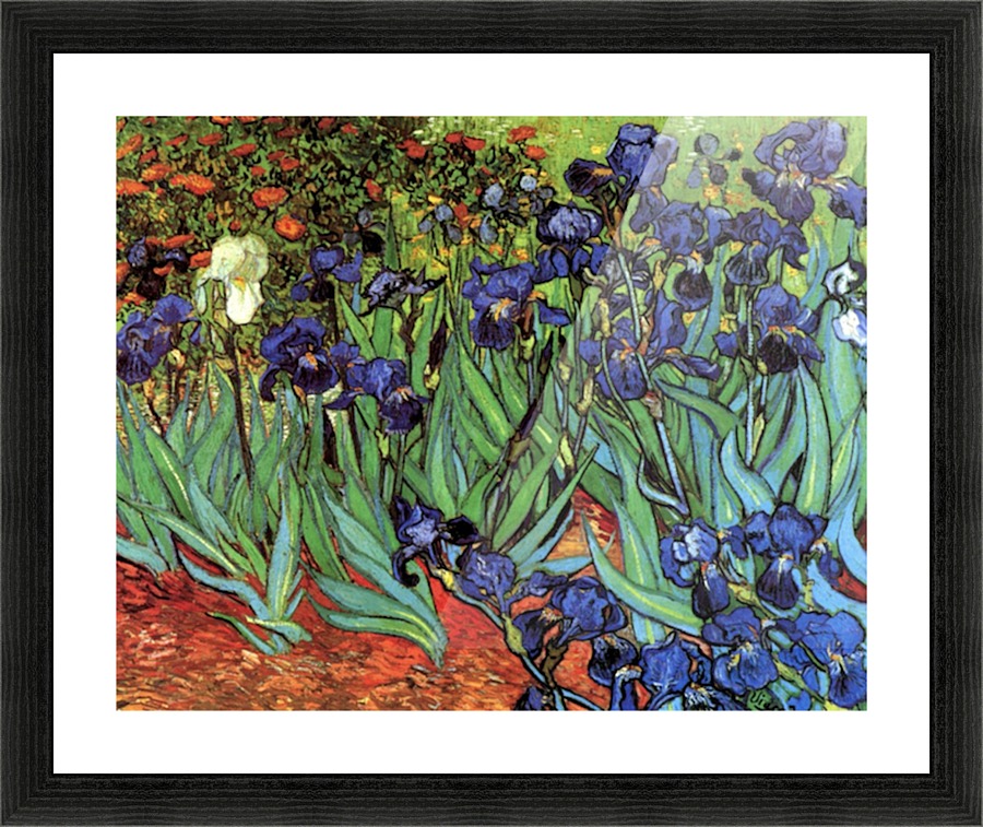 Irises Picture Frame print