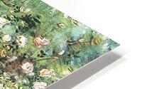 Flowering Rosebush HD Metal print