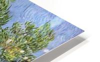 Olive Trees HD Metal print